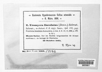 Uromyces lineolatus image
